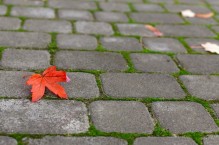 Czyścimy podjazdy i trakty z kostki brukowej