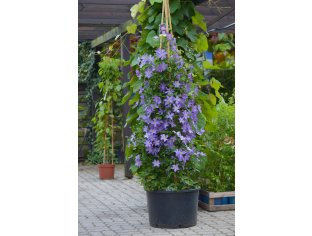 clematis_solina_pojemnik_120810_6664_1.jpg