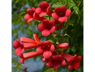 campsis_radicans_flamenco_fot_szm_120721_6256.jpg