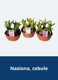 Nasiona, cebule