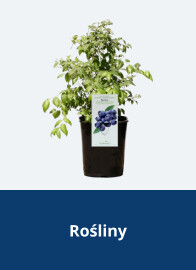 Rośliny