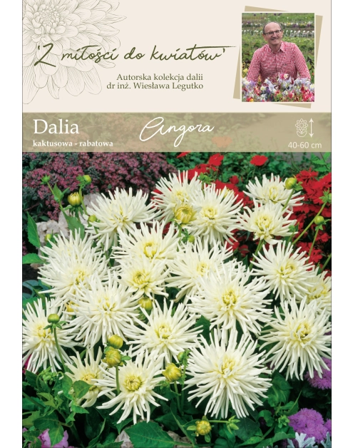 Zdjęcie: Dalia ogrodowa Angora W. LEGUTKO