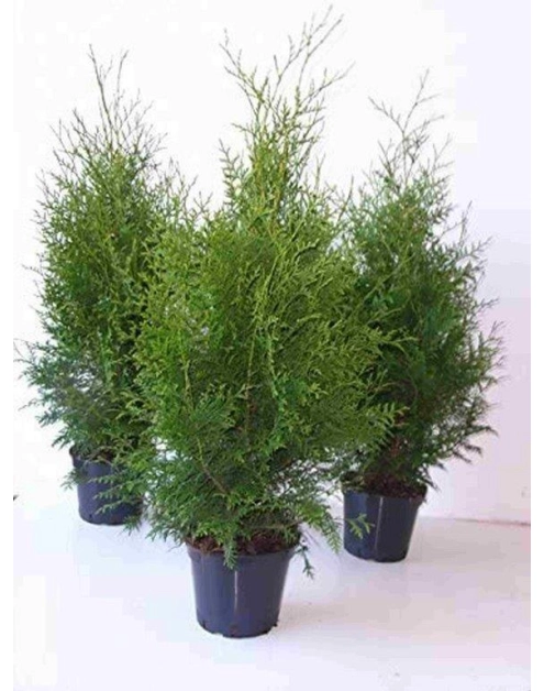 Zdjęcie: Thuja Brabant 2 L CYGANEK