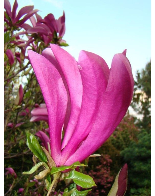 Zdjęcie: Magnolia Betty ŁAZUCCY