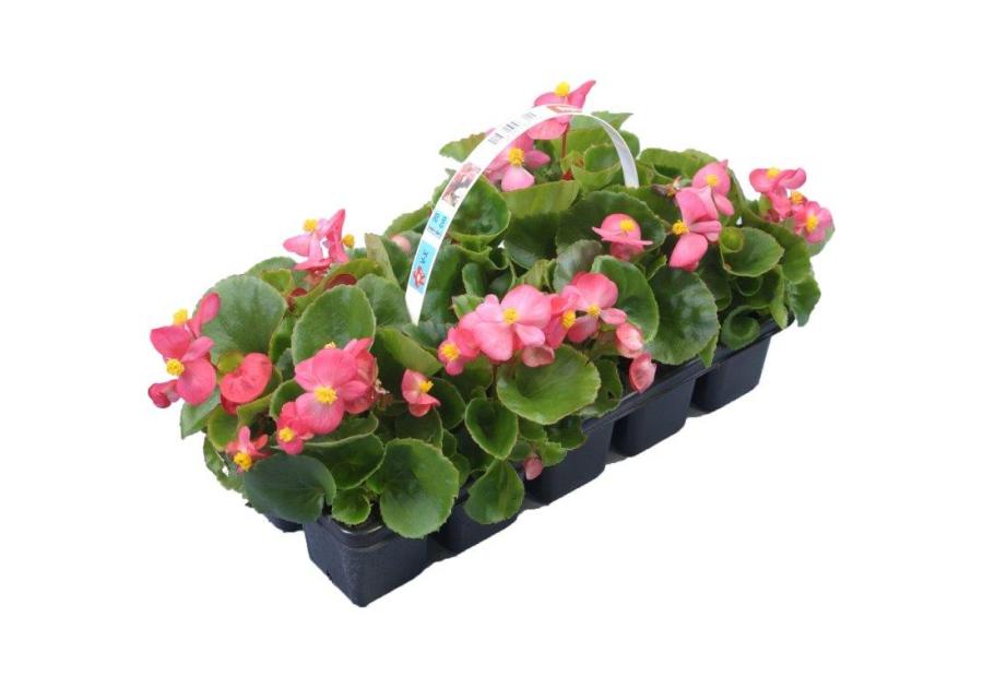 Zdjęcie: Begonia Semperflorens CYGANEK