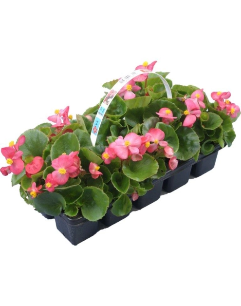 Zdjęcie: Begonia Semperflorens CYGANEK