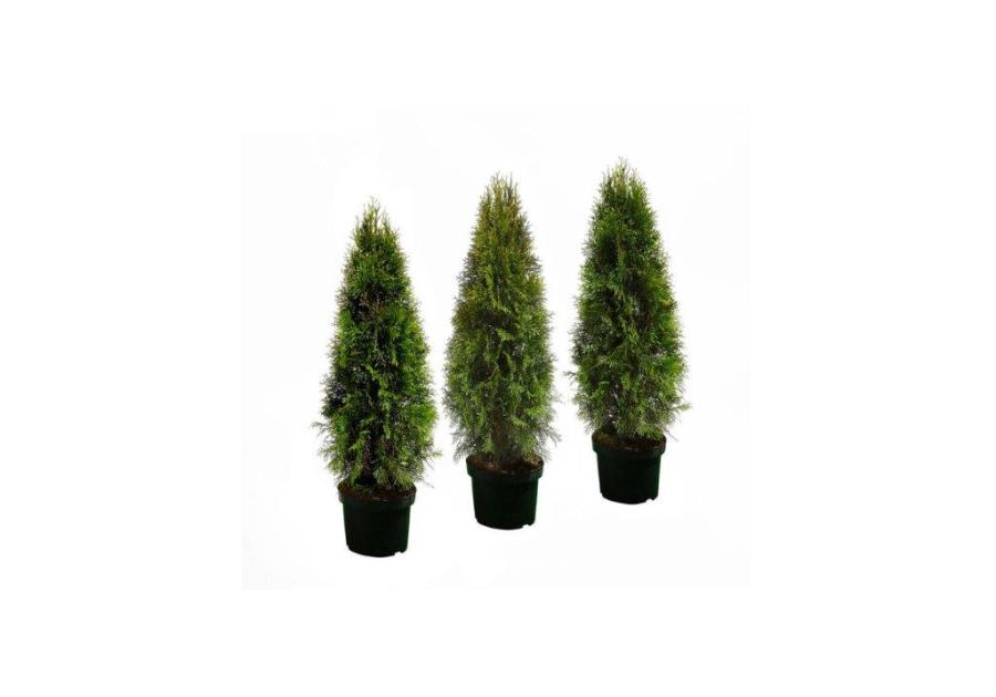 Zdjęcie: Thuja Szmaragd 80-90 cm - 5 L CYGANEK