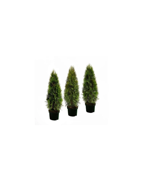 Zdjęcie: Thuja Szmaragd 80-90 cm - 5 L CYGANEK