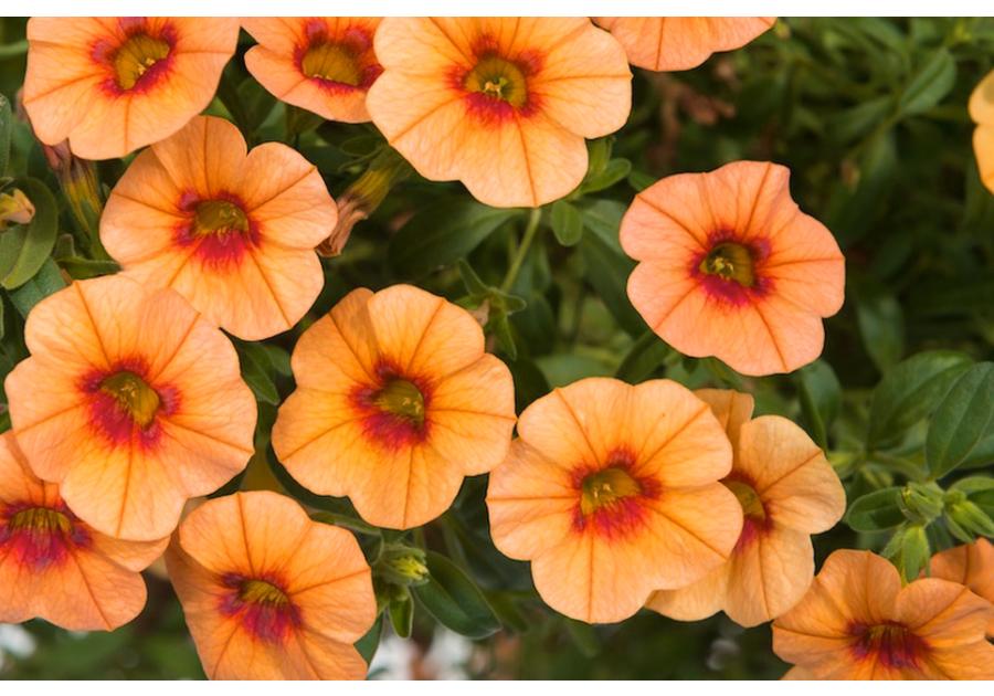 Zdjęcie: Calibrachoa 4FLOWER