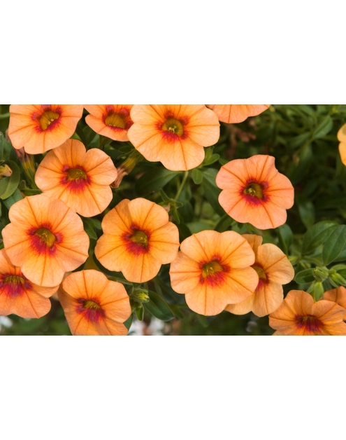 Zdjęcie: Calibrachoa 4FLOWER