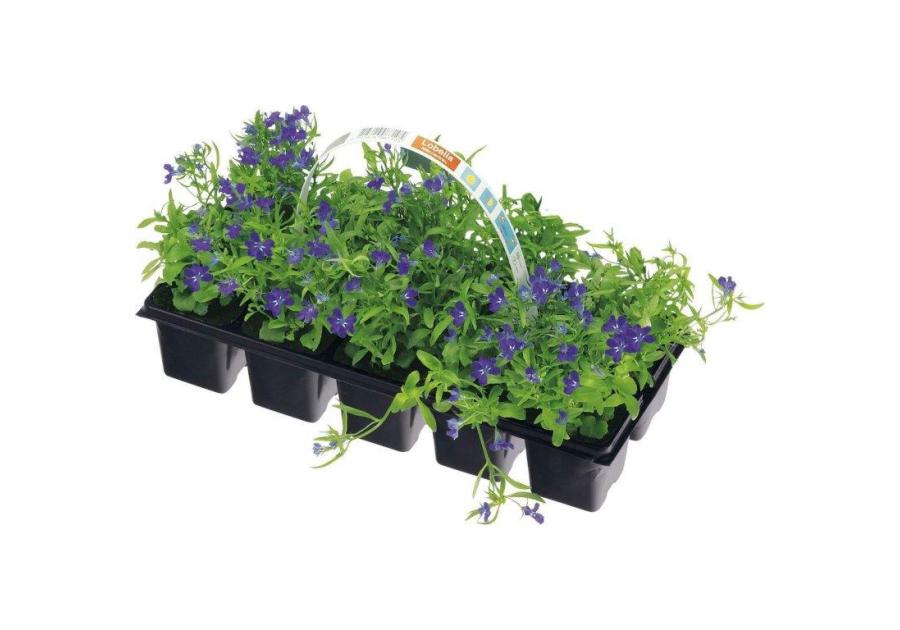 Zdjęcie: Lobelia 10 pak CYGANEK