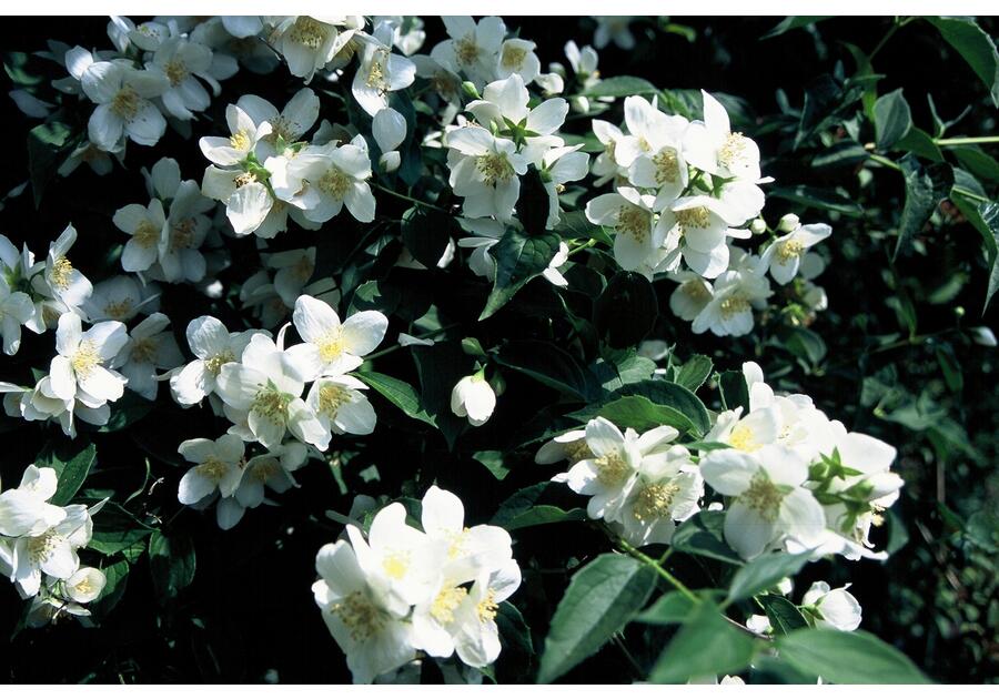 Zdjęcie: Jaśminowiec wonny Philadelphus coronarius C2/20-30 cm ŁAZUCCY