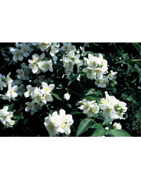 Zdjęcie: Jaśminowiec wonny Philadelphus coronarius C2/20-30 cm ŁAZUCCY