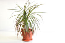 Dracena – choroby i szkodniki. Kiedy dracena gubi liście?