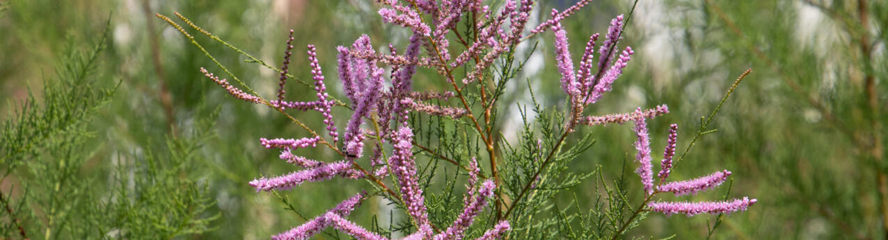 Tamaryszek – uprawa, sadzenie, pielęgnacja